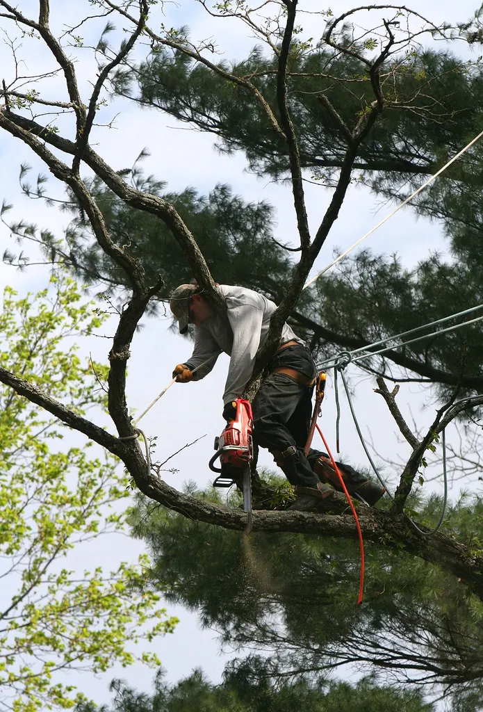 An arborist high in a pine canopy, roped in and cutting back a limb by hand